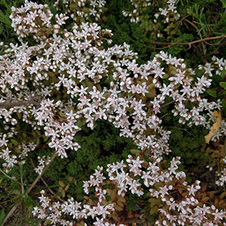 Stonecrop, White